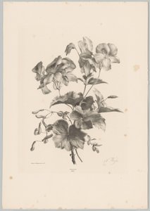 Verschiedene Blumen von Anton Weiss