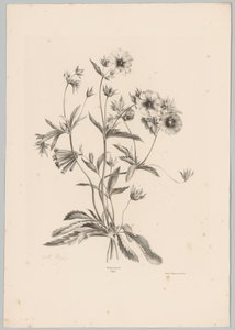 Diverse Blumen von Anton Weiss