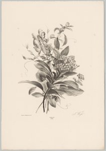 Hortensien und andere Blumen von Anton Weiss