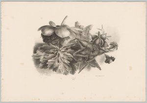 Passionsblumen und Blätter von Anton Weiss
