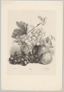 Rote und weiße Trauben und Äpfel