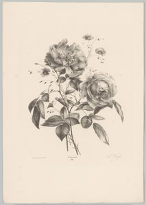 Rose und nelkenartige Blume von Anton Weiss