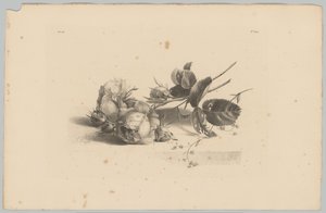 Rosen (Blumen- und Fruchtstudien, 3. Folge)