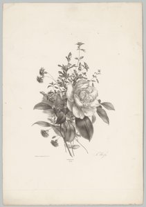 Rosen, Nelken und Fuchsien von Anton Weiss