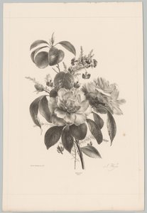 Rosen und andere Blumen von Anton Weiss