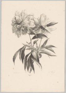 Zwei Blumen von Anton Weiss