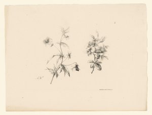 Zwei Blumen von Anton Weiss