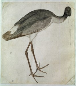 Ein schwarzer Storch, der nach rechts schaut