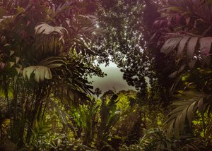 Tijuca-Wald XXXVII, 2024 von Antonio Schubert