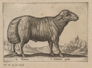 Arabisches Schaf