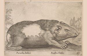 Meerschweinchen