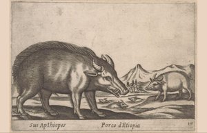 Äthiopisches Schwein von Antonio Tempesta
