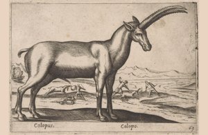 Ziegenartiges (Serie: Tiere und Fabelwesen, Nova raccolta de li animali piu curiosi del mondo) von Antonio Tempesta