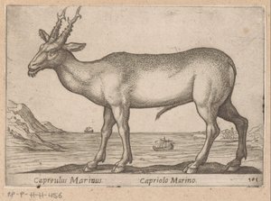 Hirsch Capreulus Marinus / Capriolo Marino (Titel auf Objekt) von Antonio Tempesta