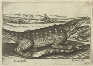 Krokodil (Tiere und Fabelwesen)