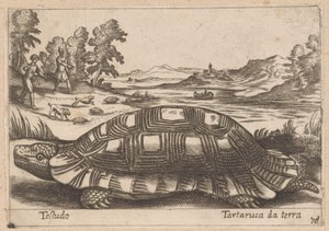 Landschildkröte