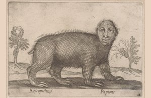 Faultier (Tiere und Fabelwesen)