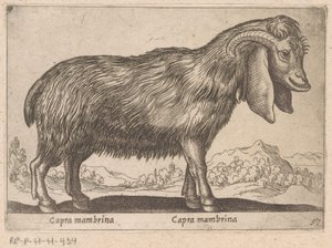 Mambrina-Ziege (Tiere und Fabelwesen, Nova raccolta de li animali piu curiosi del mondo) von Antonio Tempesta