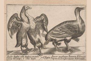 Missgestaltete Gänse von Antonio Tempesta