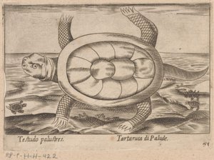 Sumpfschildkröte
