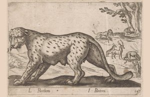 Panther von Antonio Tempesta