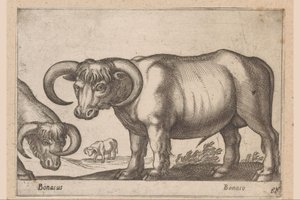 Runderen (Dieren en fabelwezens)