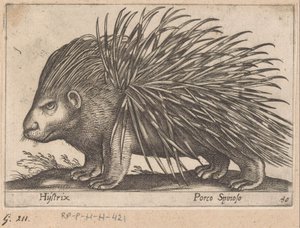 Stachelschwein Hijstrix/ Porco Spinoso Tiere und Fabelwesen (Serientitel) Nova raccolta de li animali piu curiosi del mondo (Serientitel)