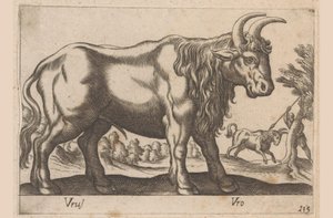Stier
Tiere und Fabelwesen
Nova raccolta de li animali piu curiosi del mondo