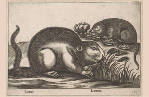 Zwei Bisamratten Lonx/ Lonza (Titel auf Objekt) Tiere und Fabelwesen (Serientitel) Nova raccolta de li animali piu curiosi del mondo (Serientitel)