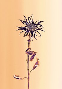 Alte Blume - Aprikose von Antonius Antonius