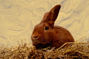 Hase von Antonius Antonius