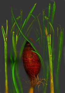 Dschungelfrucht von Antonius Antonius