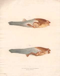 Nr. 3 und 4 in den 8 Wachstumsstadien des Surinam-Frosches von Archibald Robertson