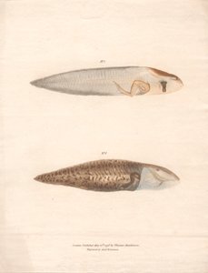 Nr. 5 und Nr. 6 in den 8 Wachstumsstadien des Surinam-Frosches von Archibald Robertson