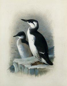 Ein Dickschnabellumme von Archibald Thorburn