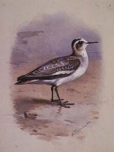 Ein Grauer Phalarope von Archibald Thorburn