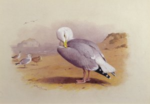 Eine Silbermöwe am Strand mit dem Bass Rock im Hintergrund