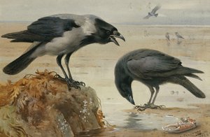 Eine Nebelkrähe und eine Aaskrähe von Archibald Thorburn