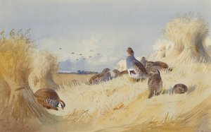 Ein rotschenkeliges Rebhuhn und eine Schar grauer Rebhühner bei Kornstiegen von Archibald Thorburn