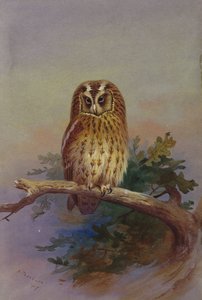Eine Waldohreule auf einem Eichenast von Archibald Thorburn