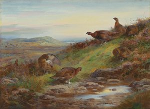 Ein Schwarm roter Moorhühner an einer Quelle von Archibald Thorburn