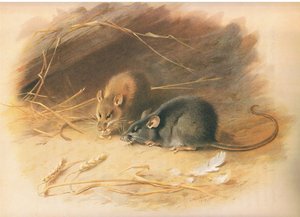Alexandrinische Ratte und Schwarze Ratte, aus Thorburns Säugetiere, veröffentlicht von Longmans and Co, ca. 1920 von Archibald Thorburn