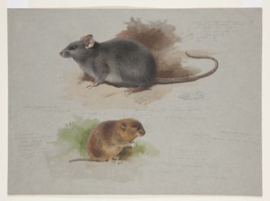 Schwarze Ratte und Orkney-Wühlmaus, ca. 1915 von Archibald Thorburn