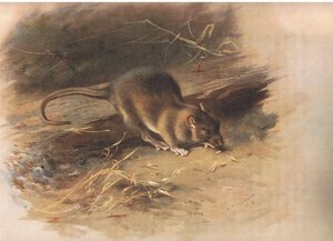 Braune Ratte, aus Thorburns Säugetiere, veröffentlicht von Longmans and Co, ca. 1920 von Archibald Thorburn
