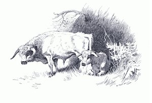 Rinder, aus Thorburns Säugetiere veröffentlicht von Longmans and Co, ca. 1920 von Archibald Thorburn