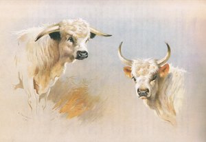 Chartley-Bulle und Chillingham-Bulle, aus Thorburns Säugetiere, veröffentlicht von Longmans and Co, um 1920 von Archibald Thorburn
