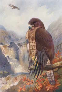 Mäusebussard von Archibald Thorburn