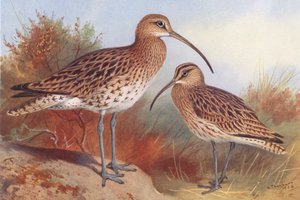 Großer Brachvogel, Regenbrachvogel von Archibald Thorburn