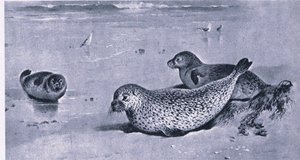 Gewöhnliche Robbe, Natur in Großbritannien von Archibald Thorburn