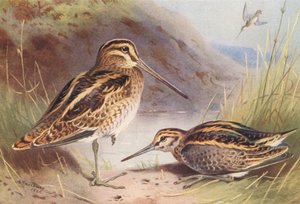 Bekassine, Zwergschnepfe von Archibald Thorburn